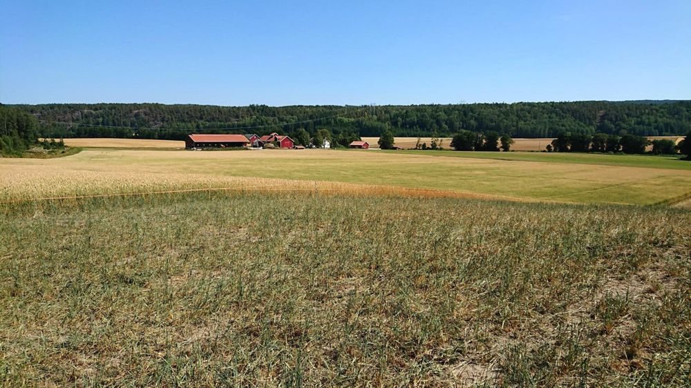 Prairie sèche en Norvège ©Bjorn Gimming/Nordes Bondeslag
